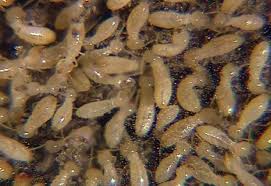 Termite Trearment