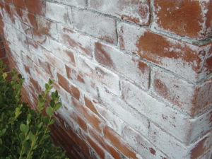 Effloroscence in Brick Work